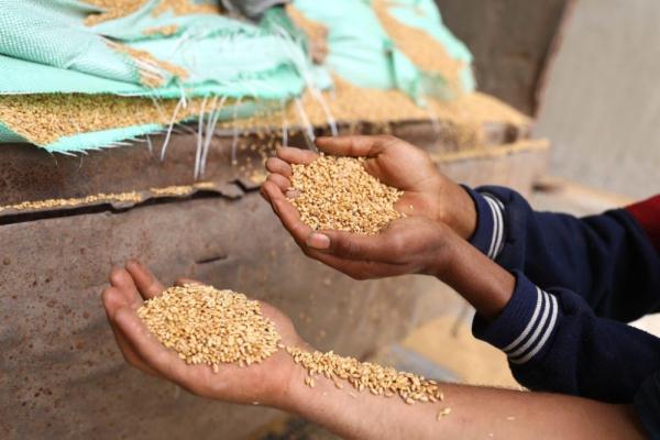 英媒称埃及买入48万吨俄罗斯小麦 英媒称埃及买入48万吨俄罗斯小麦