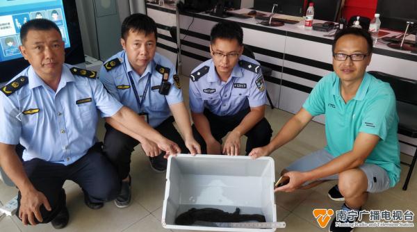 市民在朝阳溪发现一只娃娃鱼，他选择了……