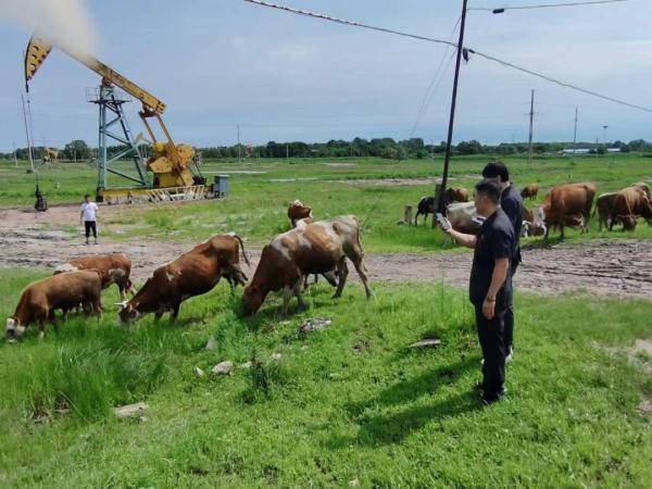 两男子竟给牛做“亲子鉴定”？看法官巧解纠纷找到主人