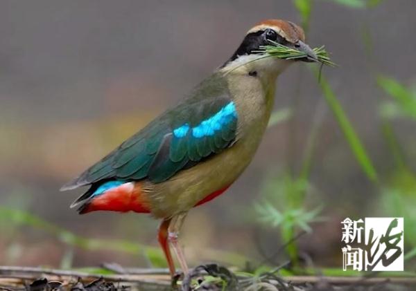 上海一居民家中空降"小仙子"！民警上门发现来头果真不小