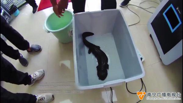 市民在朝阳溪发现一只娃娃鱼，他选择了……