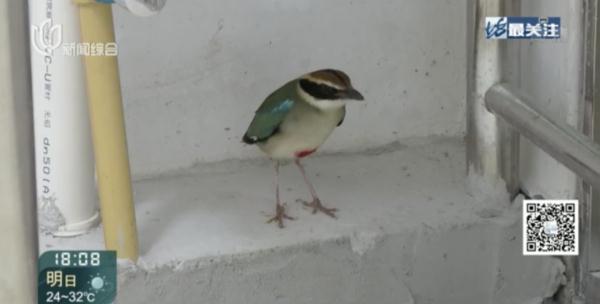 上海一居民家中空降"小仙子"！民警上门发现来头果真不小