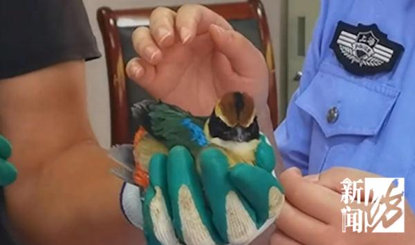 上海一居民家中空降"小仙子"！民警上门发现来头果真不小