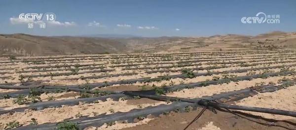 推广农技新技术 甘肃定西280多万亩马铃薯实现稳产增产