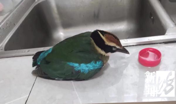 上海一居民家中空降"小仙子"！民警上门发现来头果真不小