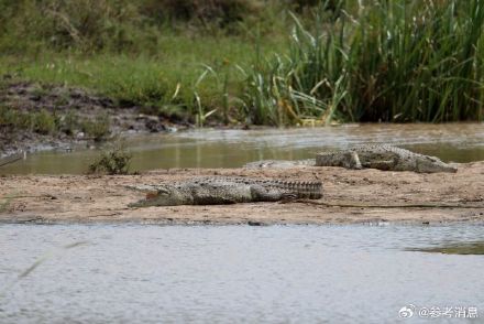 鳄鱼能理解人类婴儿哭声 鳄鱼能理解人类婴儿哭声