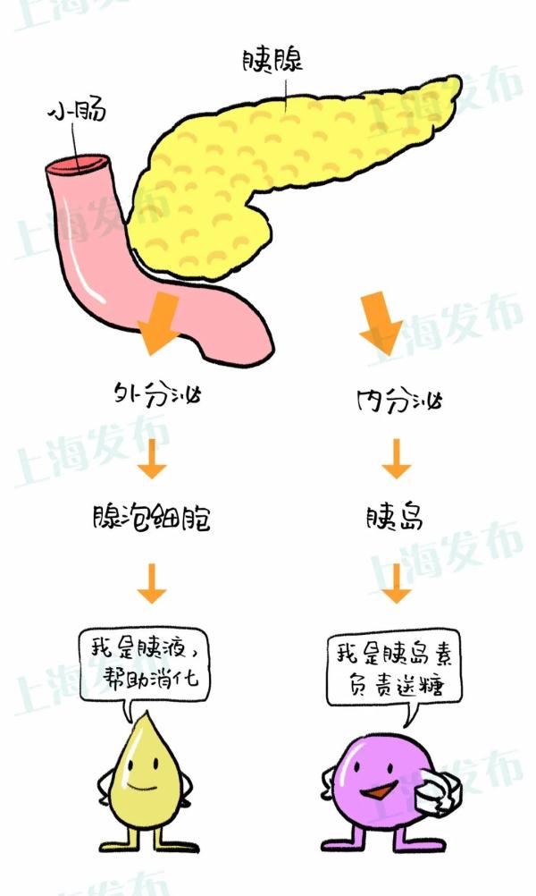 不吃早餐，真的会变胖吗？
