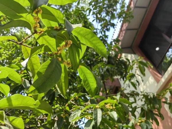 今年第13号台风生成!浙江已连续7天不见高温,“秋老虎”还会来吗? 今年第13号台风生成!浙江已连续7天不见高温,“秋老虎”还会来吗?