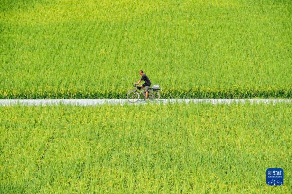 重庆大足：五彩稻田好“丰”景