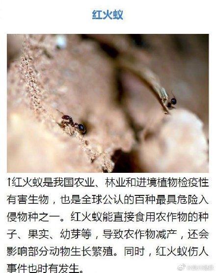 外来物种入侵有哪些危害？