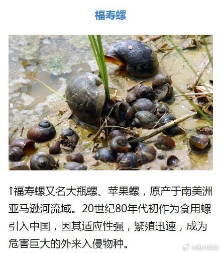 外来物种入侵有哪些危害？