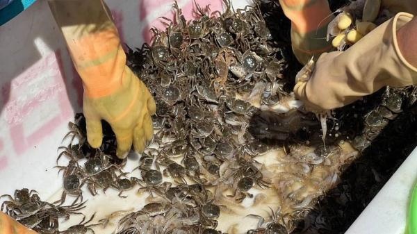 赶紧尝鲜!盘锦河蟹正式上市啦 赶紧尝鲜!盘锦河蟹正式上市啦