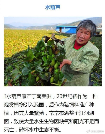 外来物种入侵有哪些危害？