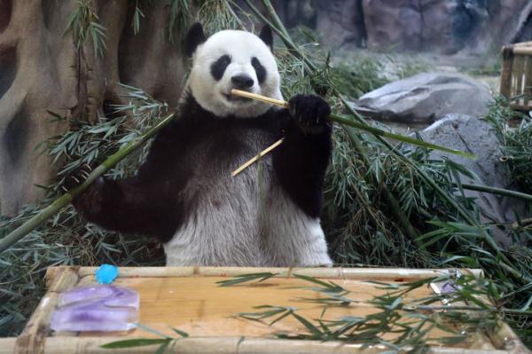 大熊猫“竹韵”和“新月”迎来落户苏州12周年