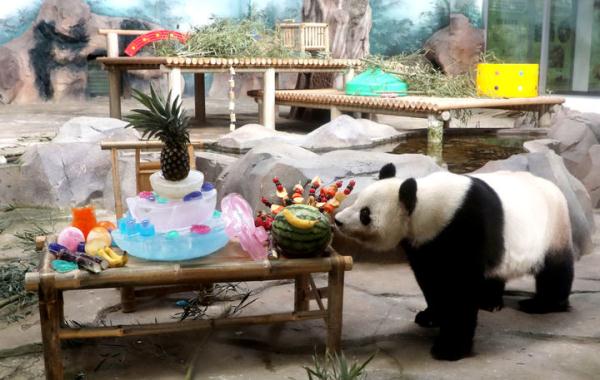 大熊猫“竹韵”和“新月”迎来落户苏州12周年