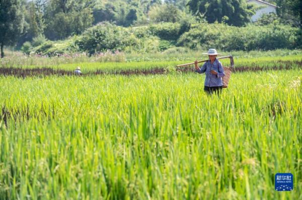 重庆大足：五彩稻田好“丰”景