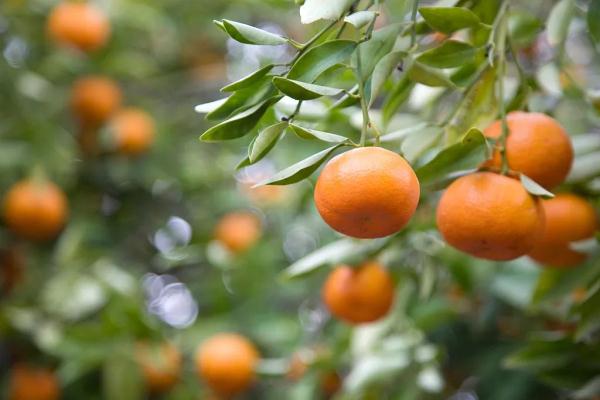 秋天不吃它太可惜了！全身都是宝，止咳润肺、化痰散结，换种吃法更养人