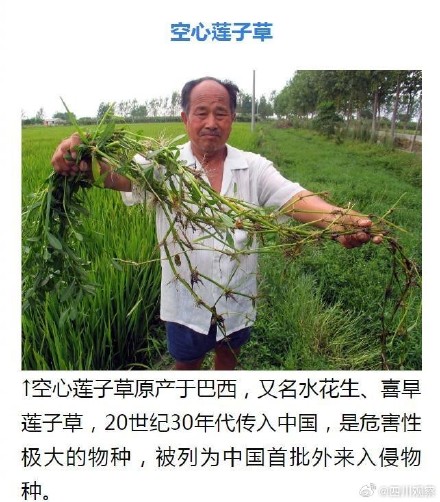 外来物种入侵有哪些危害？