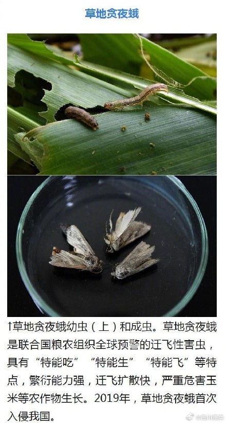 外来物种入侵有哪些危害？