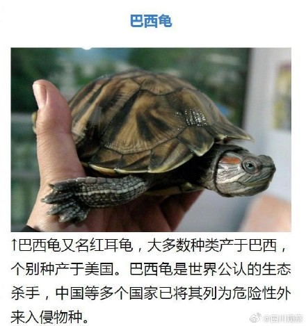 外来物种入侵有哪些危害？