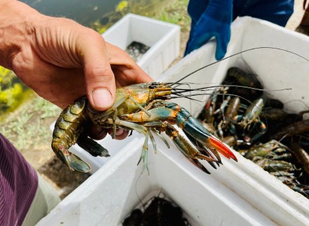 新疆喀什麦盖提县：沙漠里养澳洲龙虾？能，还管够