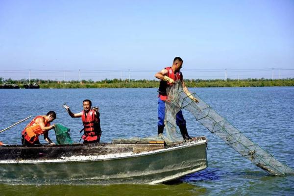 赶紧尝鲜!盘锦河蟹正式上市啦 赶紧尝鲜!盘锦河蟹正式上市啦