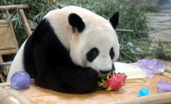 大熊猫“竹韵”和“新月”迎来落户苏州12周年