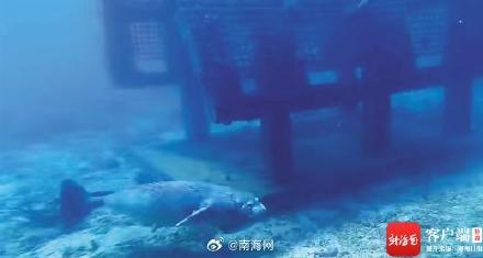 斑海豹首次现身三亚海域