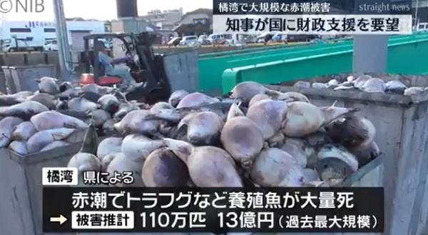 日本长崎百万条养殖鱼死亡 县政府公布原因