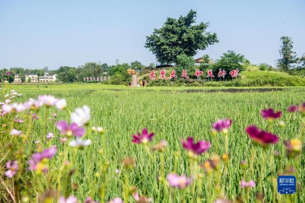 重庆大足：五彩稻田好“丰”景