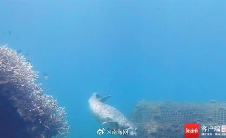 斑海豹首次现身三亚海域