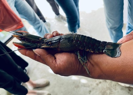 新疆喀什麦盖提县：沙漠里养澳洲龙虾？能，还管够