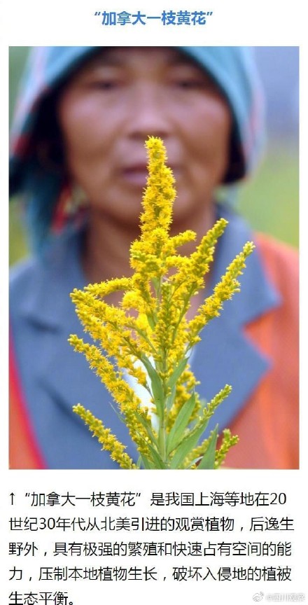 外来物种入侵有哪些危害？