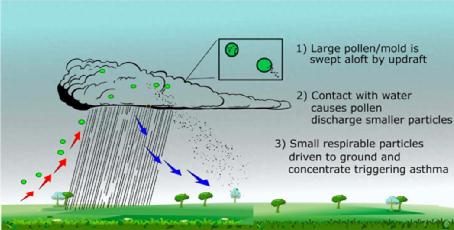 “雷暴哮喘”在北京发病情况如何?医生提醒:要警惕—— “雷暴哮喘”在北京发病情况如何?医生提醒:要警惕——