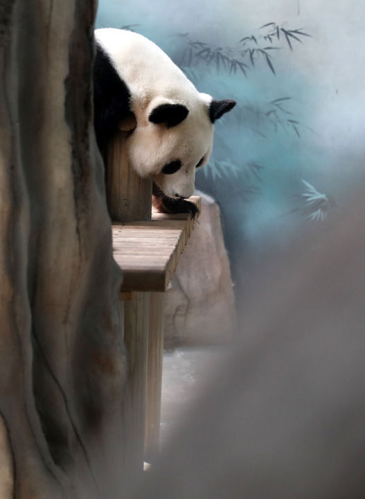 大熊猫“竹韵”和“新月”迎来落户苏州12周年