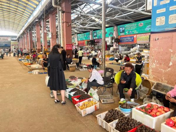 吃货抓紧！昆明野生菌数量大减 见手青价格猛涨