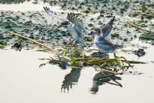 江苏盐城:九龙口湿地生态美 江苏盐城:九龙口湿地生态美