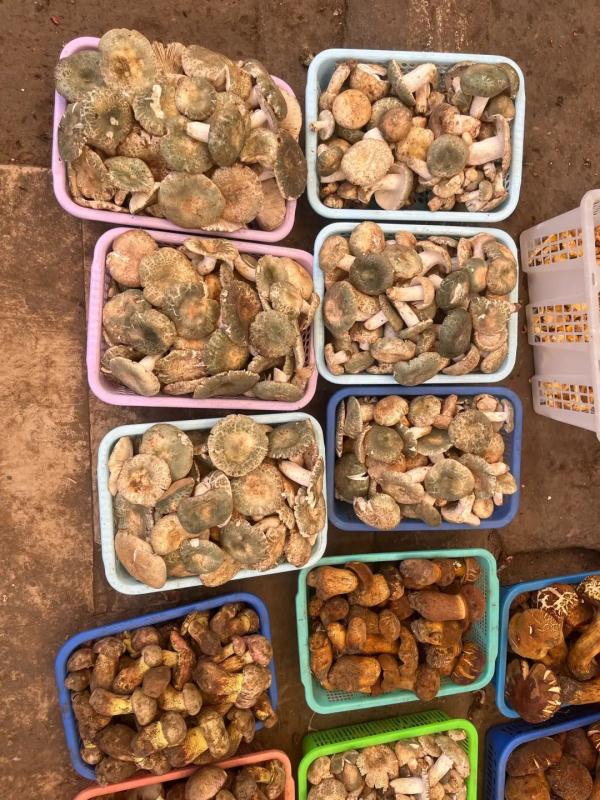 吃货抓紧！昆明野生菌数量大减 见手青价格猛涨
