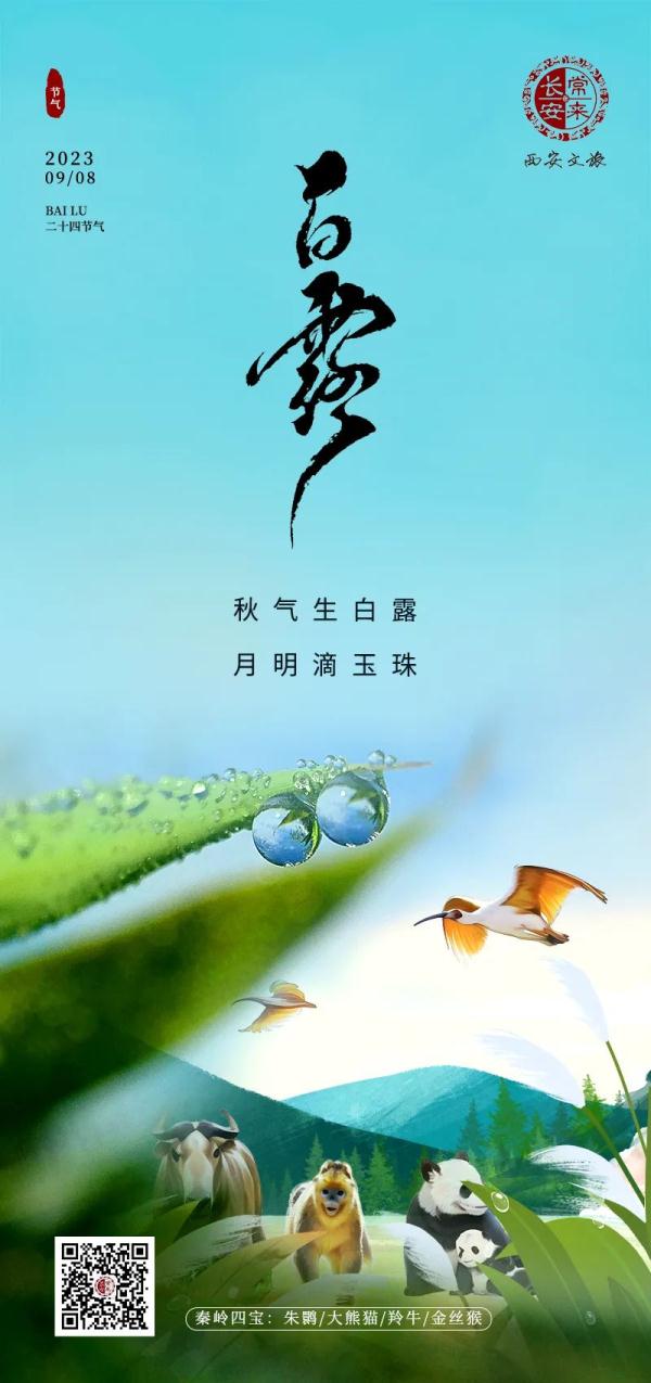 今日白露 | 雁阵迤逦，慨然知秋