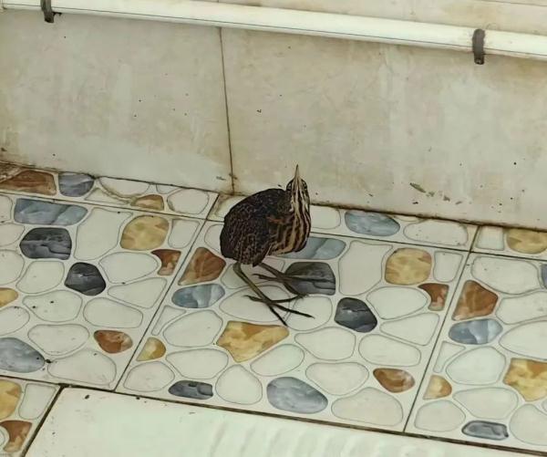 居民家中误入特殊“客人”,警民携手救助 居民家中误入特殊“客人”,警民携手救助