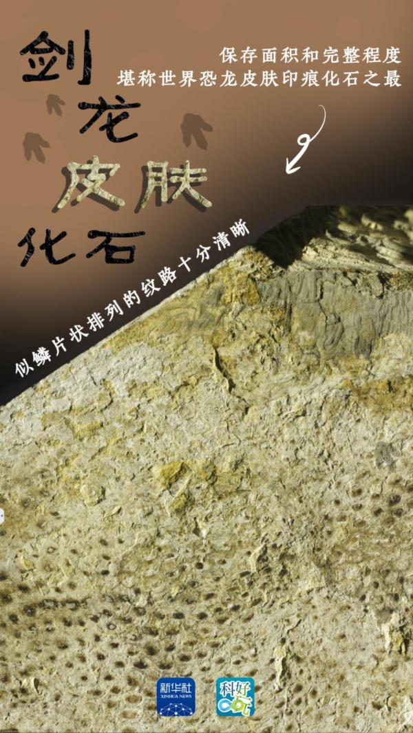 出土完整剑龙化石和约3平米皮肤印痕！关于恐龙化石，这里有重大发现