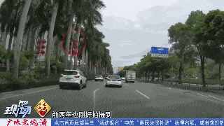 小心天降大王椰树叶！广东已有车主中招……