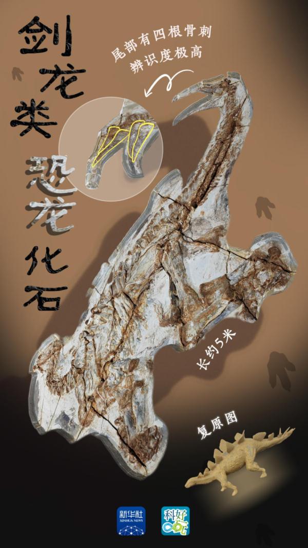 出土完整剑龙化石和约3平米皮肤印痕！关于恐龙化石，这里有重大发现