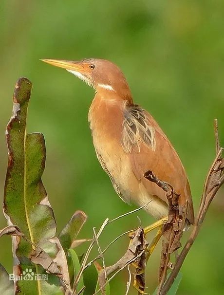 居民家中误入特殊“客人”,警民携手救助 居民家中误入特殊“客人”,警民携手救助