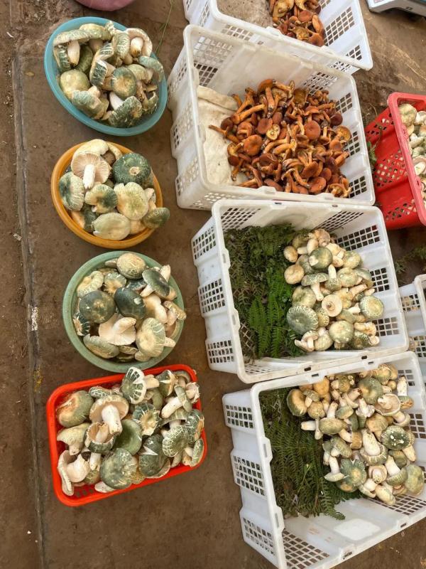 吃货抓紧！昆明野生菌数量大减 见手青价格猛涨