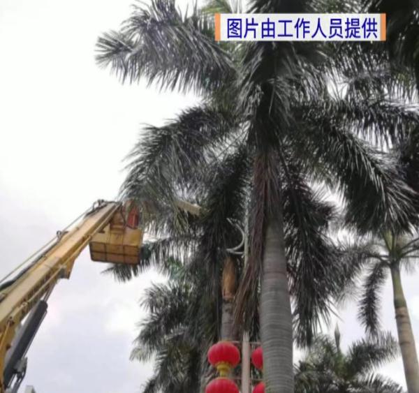 小心天降大王椰树叶！广东已有车主中招……