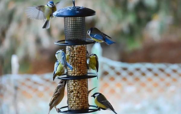 今日白露 | 凝玉花上露 清影入山秋