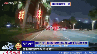 小心天降大王椰树叶！广东已有车主中招……