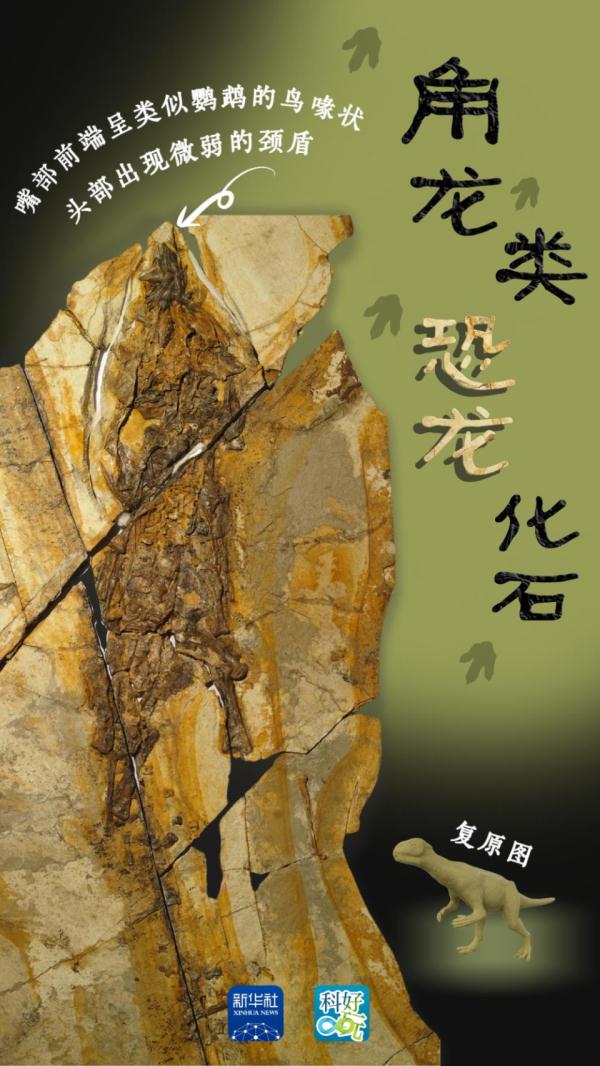 出土完整剑龙化石和约3平米皮肤印痕！关于恐龙化石，这里有重大发现