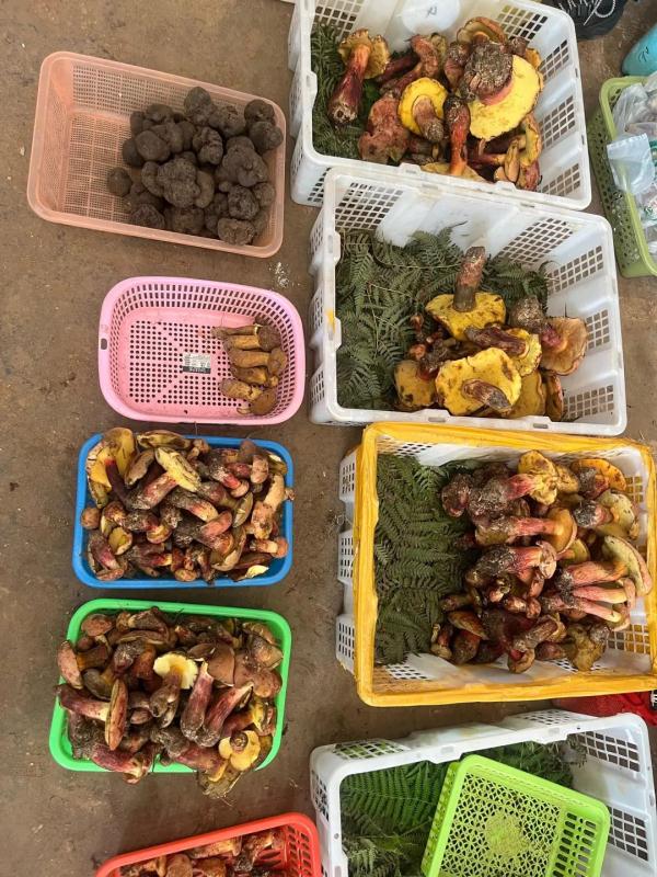吃货抓紧！昆明野生菌数量大减 见手青价格猛涨
